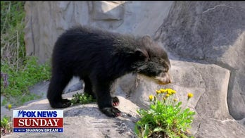 'Fox News Sunday' takes a behind-the-scenes look at the Smithsonian Zoo's Andean Bears