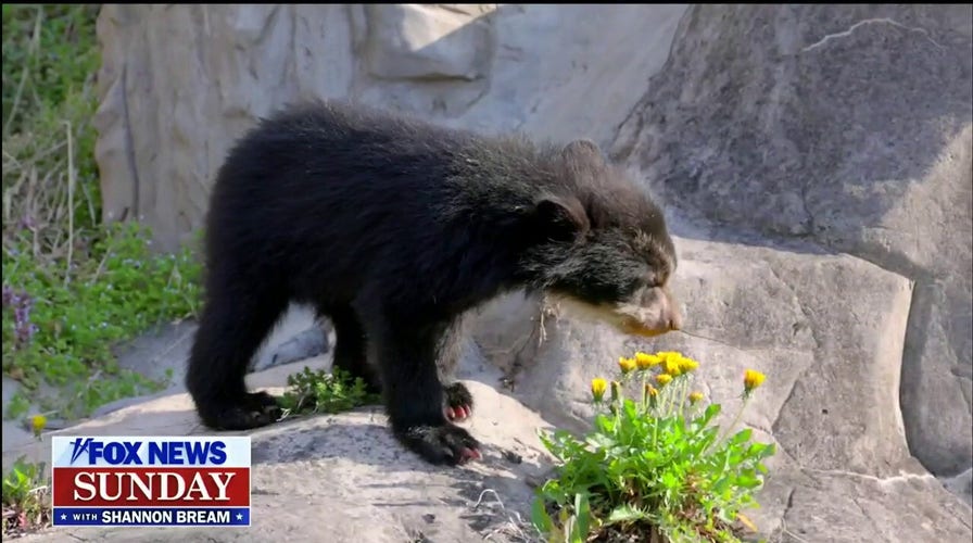 'Fox News Sunday' takes a behind-the-scenes look at the Smithsonian Zoo's Andean Bears
