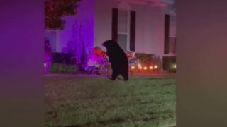Bear in south Florida gorges on leftover Halloween candy in front yard - Fox News