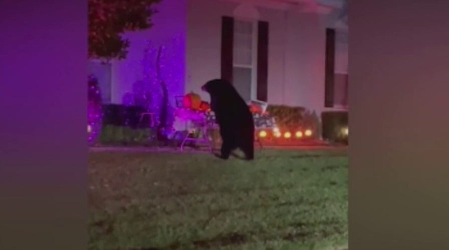 Bear in south Florida gorges on leftover Halloween candy in front yard