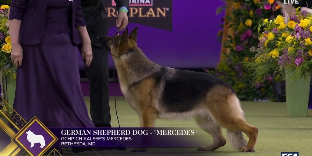 Mercedes the German Shepherd wins the Herding Group | Westminster Kennel Club