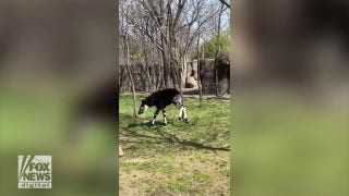 Cincinnati Zoo’s okapi calf joyously explores its habitat for the first time - Fox News