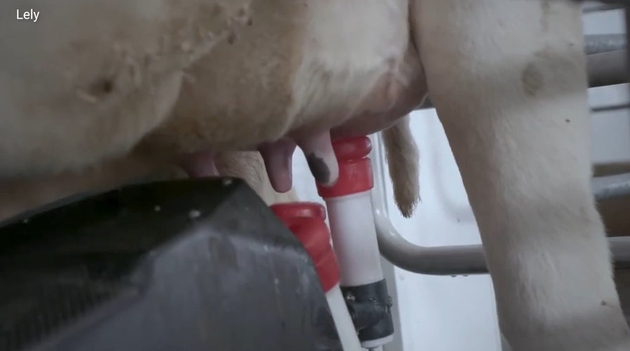 'CyberGuy': Smarter dairy farms where robots milk the cows