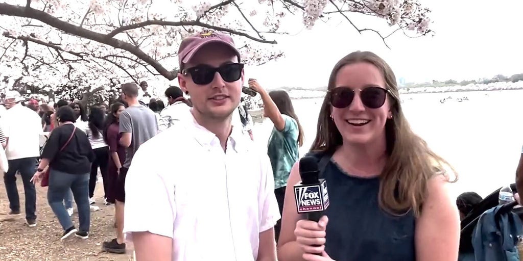 Is it illegal to pick cherry blossoms in Washington, DC?