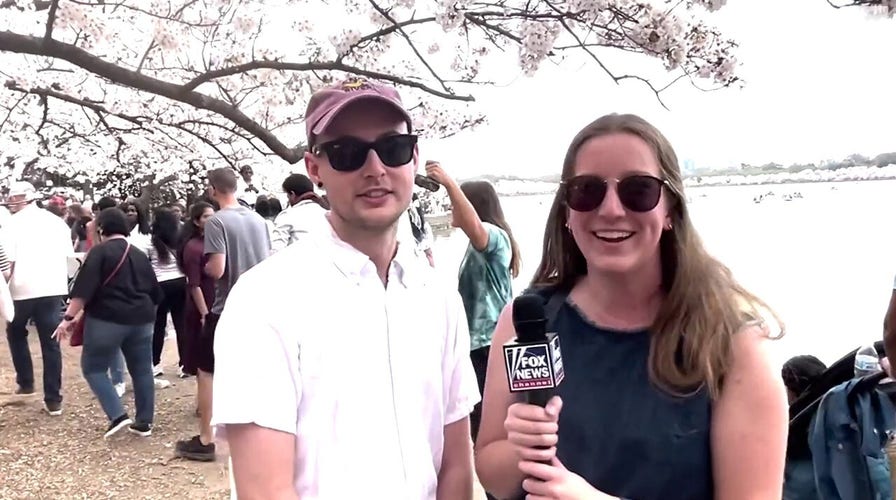 Is it illegal to pick cherry blossoms in Washington, DC?