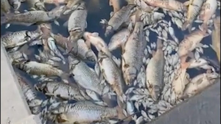 Thousands of fish turn up dead in Missouri creek