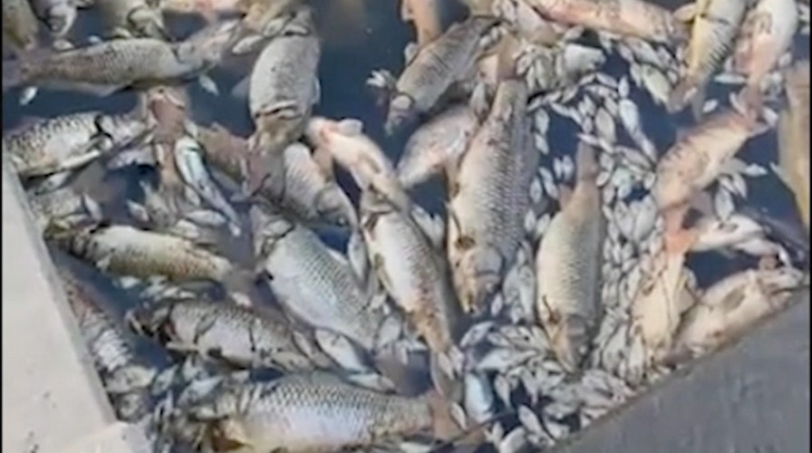 Missouri conservation officials say tens of thousands of fish turned up dead  in creek