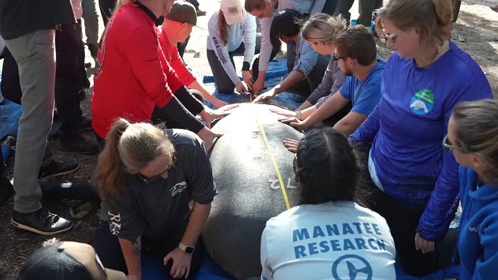 Five rescued manatees are released back into the wild