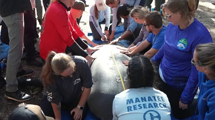 Five rescued manatees are released back into the wild