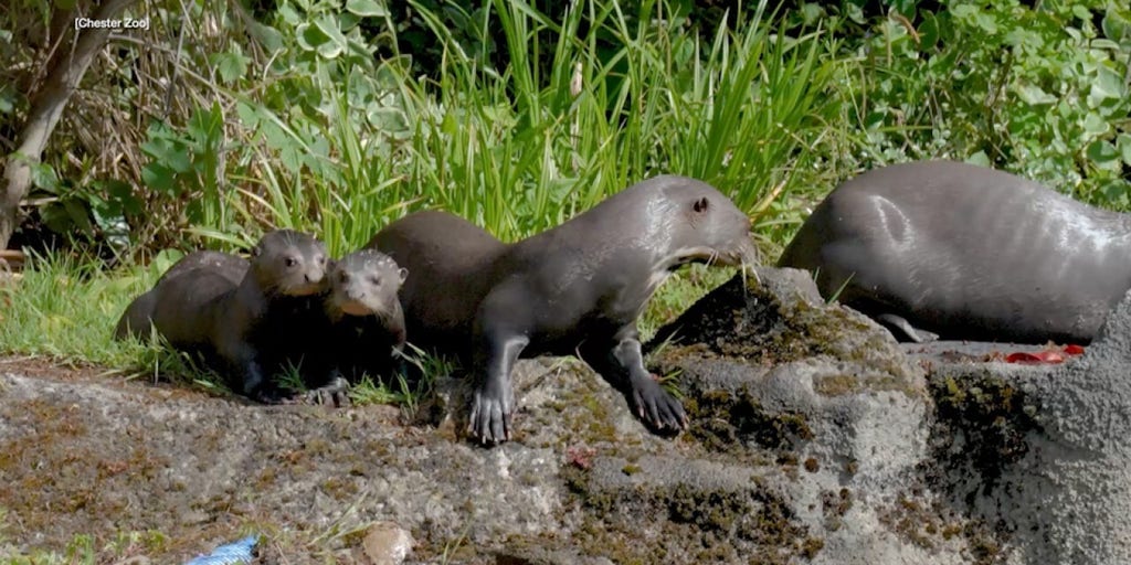 Rare giant otter triplets take first plunge as parents teach them to swim