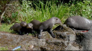 Rare giant otter triplets take first plunge as parents teach them to swim
