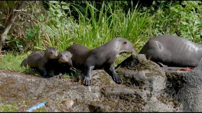 Rare giant otter triplets take first plunge as parents teach them to swim