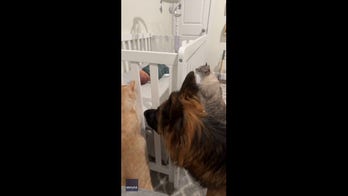  Family pets inspect a newborn baby as he sleeps 