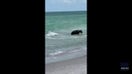 'Mom, run!': Mother and son spot bear swimming in water at Naples, Florida
