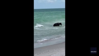 'Mom, run!': Mother and son spot bear swimming in water at Naples, Florida
