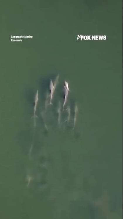 WATCH: Dolphin carries deceased calf through coastal waters