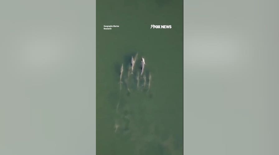 WATCH: Dolphin carries deceased calf through coastal waters
