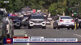 Giant pandas arrive in Washington, D.C. after long journey from China - Fox News