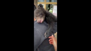 Bear cub cuddles up and naps peacefully in owner's hoodie in sweet scene