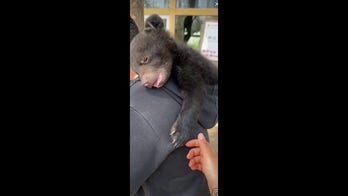 Bear cub cuddles up and naps peacefully in owner's hoodie in sweet scene