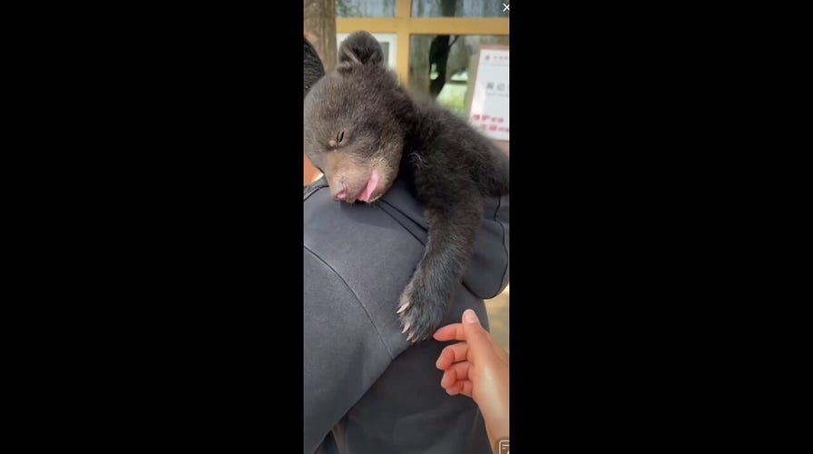Bear cub cuddles up and naps peacefully in owner's hoodie in sweet scene