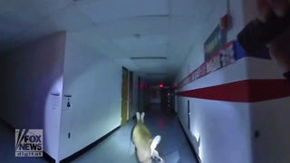 New Jersey police chase deer through halls of elementary school - Fox News