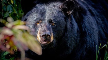 Sneaky bear breaks into store, rummages through pantry for late-night snack