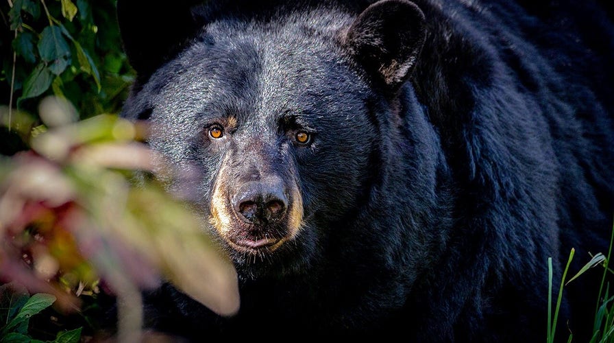 Sneaky bear breaks into store, rummages through pantry for late-night snack
