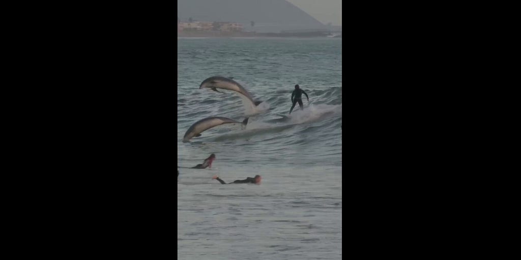 Beachgoers surf alongside dolphins in jaw-dropping video
