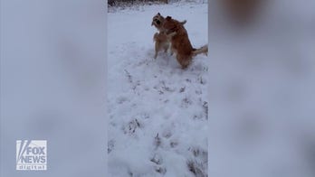 Snow fun! Golden retrievers spotted playing in the winter weather
