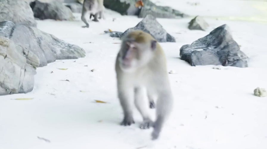 WATCH: Dad fights off aggressive monkeys in Thailand after they