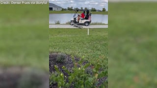 Alligator charges at Florida couple as they ride in golf cart - Fox News