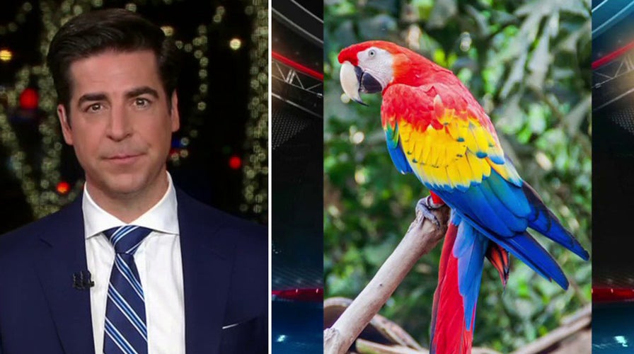 Jesse Watters: The Honduran scarlet macaw is on notice