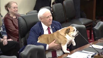 Babydog 'not up for auction' at Senate Agriculture hearing