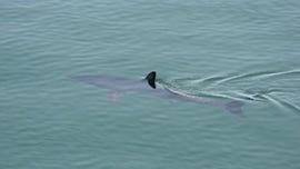 Shark attack at Australia’s Great Barrier Reef leaves man in critical condition