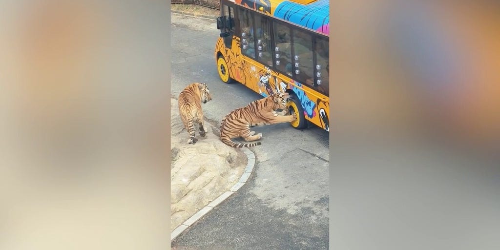 Safari-style outing turns tense when young tiger gets its teeth stuck in vehicle's tire