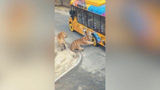 Una excursión al estilo safari se vuelve tensa cuando un cachorro de tigre se queda atrapado con los dientes en una rueda del vehículo.