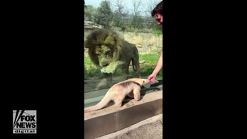 Texas zoo’s anteater and lion meet, to the delight of visitors