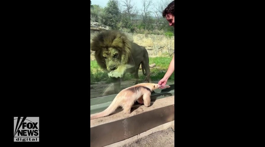 Texas zoo’s anteater and lion meet, to the delight of visitors