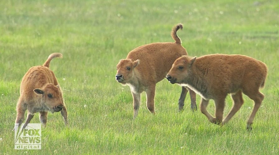 Rocky Mountain wildlife: What to know and how to act around western species