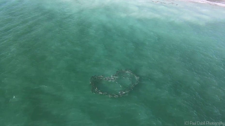 School of fish swimming in heart formation stuns onlookers: Drone footage
