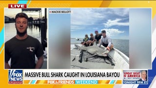 Fishing charter captain describes experience of reeling catching massive bull shark: 'Pretty crazy' - Fox News