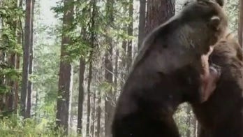 Wildlife expert warns it's time to bear down with rise in bear attacks