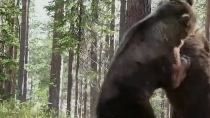Wildlife expert warns its time to bear down with rise in bear attacks