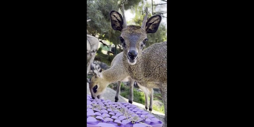 Adorable animals caught munching at local zoo