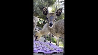 Adorable animals caught munching at local zoo - Fox News