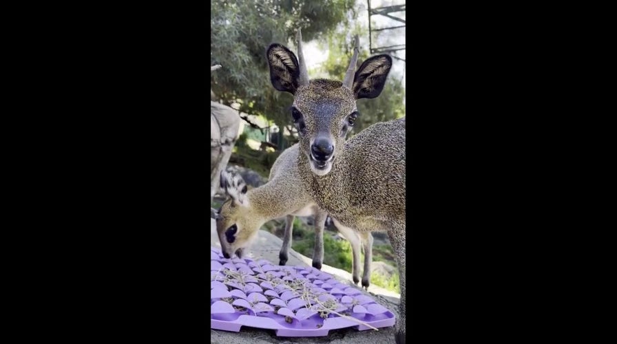 Adorable animals caught munching at local zoo