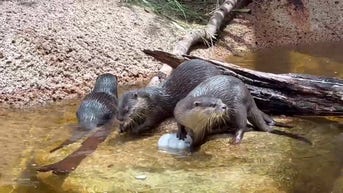 WATCH: Australian animals stay cool