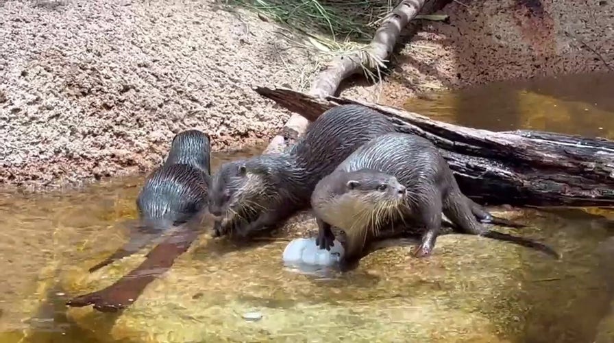 Australian zoo animals beat the summer heat