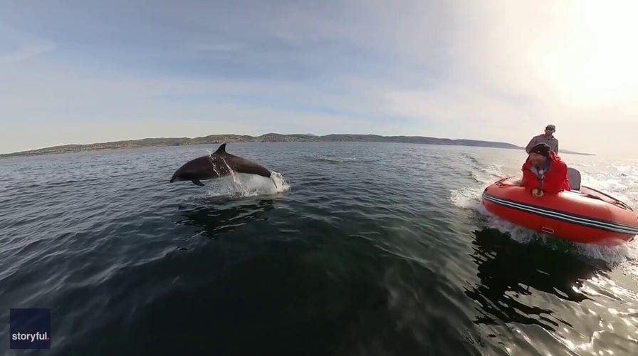 Dolphins seen jumping near boat in California